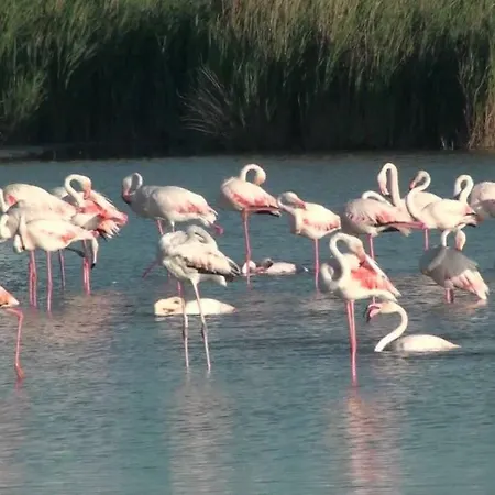 Le Flamingo Villeneuve-les-Maguelonne