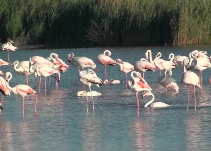Le Flamingo Villeneuve-les-Maguelonne